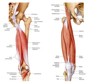 Avoid a Hamstring Leg-acy - BioSynchronistics®